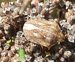 Eurygaster testudinaria
