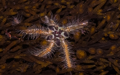 Ophiothrix spiculata
