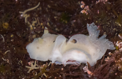 Diaulula sandiegensis