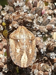 Eurygaster testudinaria