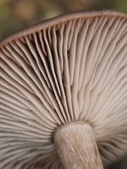 Pseudoclitocybe