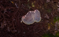 Anthopleura mariae
