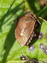 Peribalus strictus vernalis