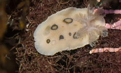 Diaulula sandiegensis