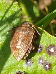 Peribalus strictus vernalis