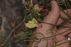 Lechenaultia linarioides