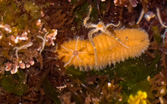 Euphrosine aurantiaca