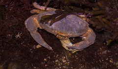 Cycloxanthops novemdentatus