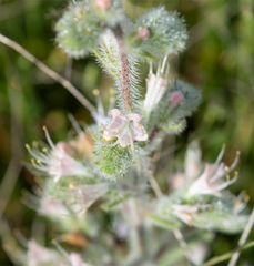 Echium italicum biebersteinii