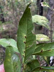 Notelaea longifolia