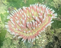 Urticina clandestina