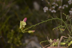 Lechenaultia linarioides
