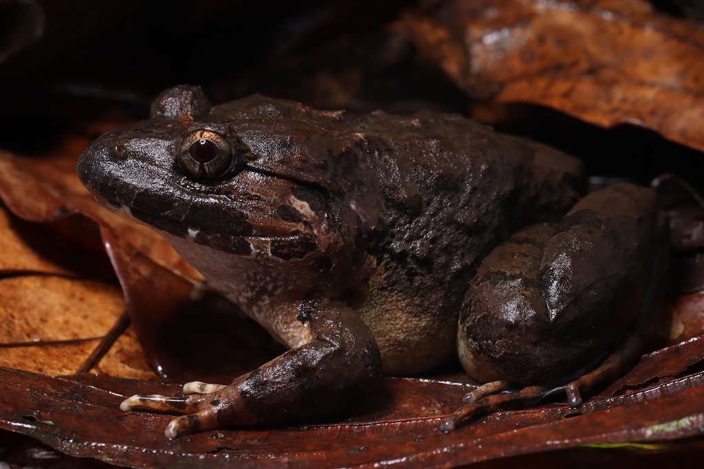 Limnonectes splendissimus