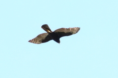 Accipiter melanoleucus