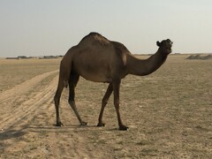 Camelus dromedarius