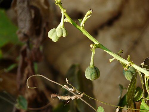 Montane Baliospermum (Baliospermum solanifolium)