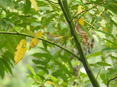 Erpornis zantholeuca