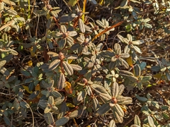Rhododendron lapponicum