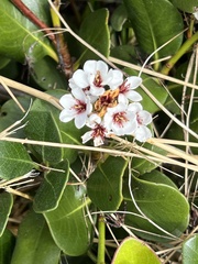 Rhaphiolepis umbellata