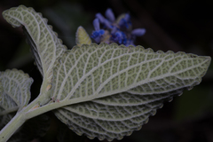 Coleus