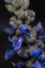 Coleus