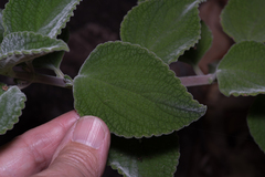 Coleus
