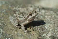 Hyla sarda