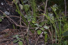 Coleus