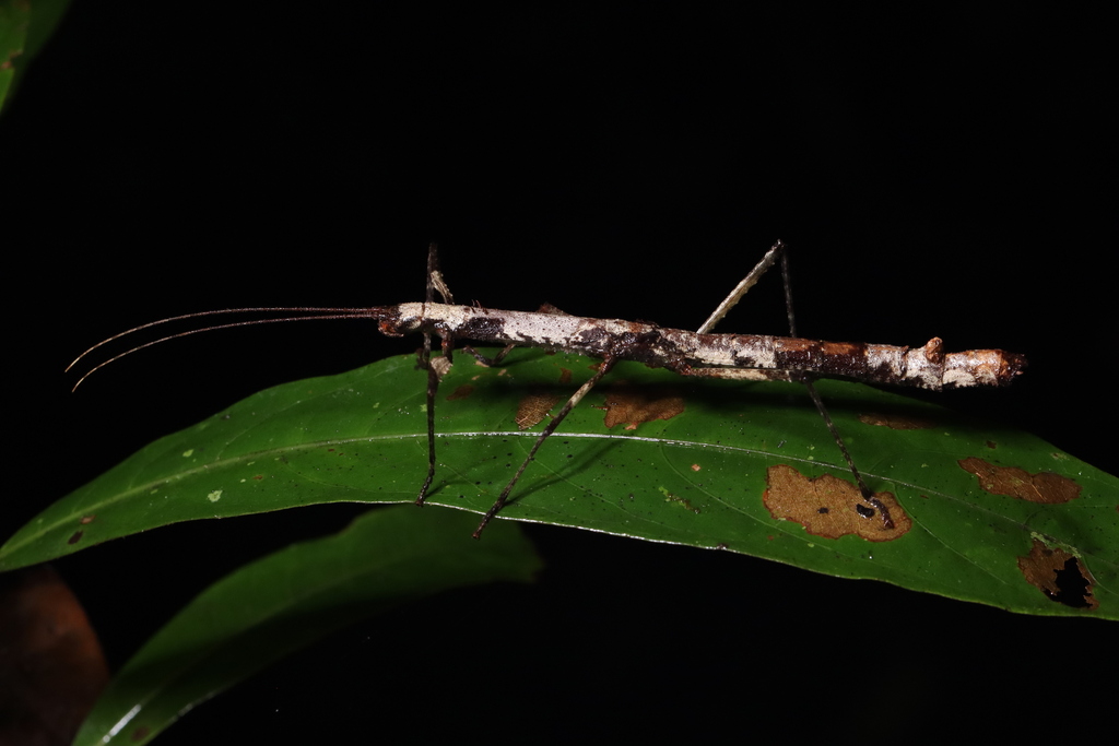 Oxyartes lamellatus