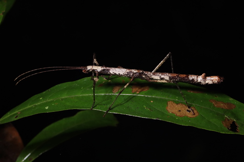 Oxyartes Lamellatus
