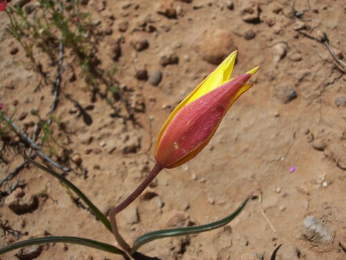 Tulipa image