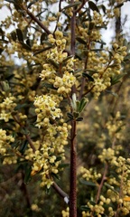 Pomaderris angustifolia