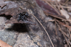 Saitis virgatus