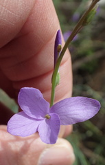 Heliophila juncea