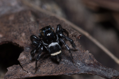 Saitis virgatus