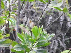 Pycnonotus finlaysoni