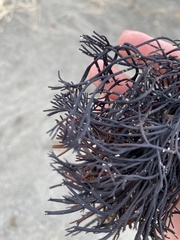 Furcellaria lumbricalis