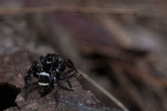 Saitis virgatus