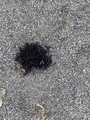 Furcellaria lumbricalis