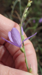 Heliophila juncea