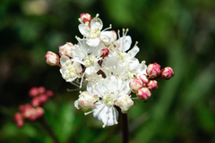Filipendula kiraishiensis