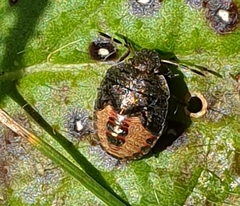 Peribalus strictus vernalis