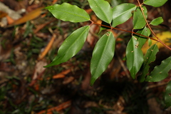 Pilidiostigma tropicum