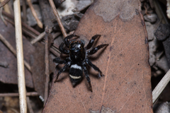 Saitis virgatus