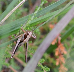 Metrioptera brachyptera