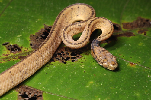 Photo of a Di Linh slug-eating snake (Pareas temporalis)
