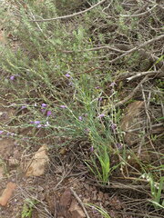 Heliophila juncea