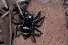 Saitis virgatus