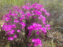Lampranthus haworthii