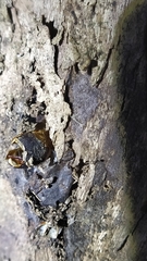 Aenetus virescens